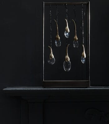 Seed Cloud - Table Portrait